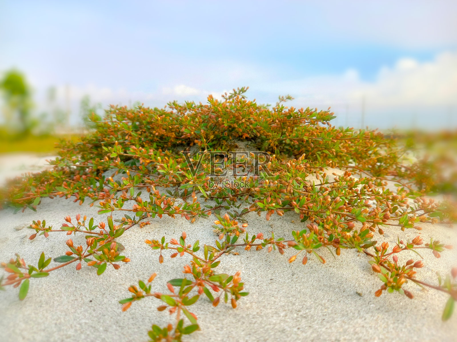 苦孜然的学名是Glinus opposifolius。照片摄影图片