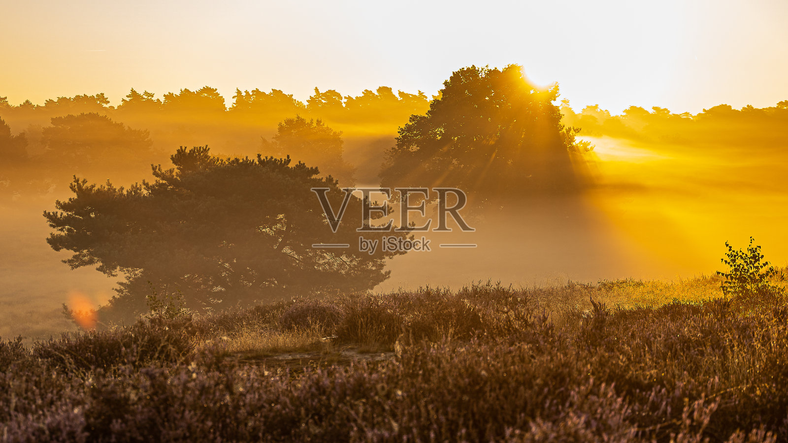 自然保护区的日出。照片摄影图片