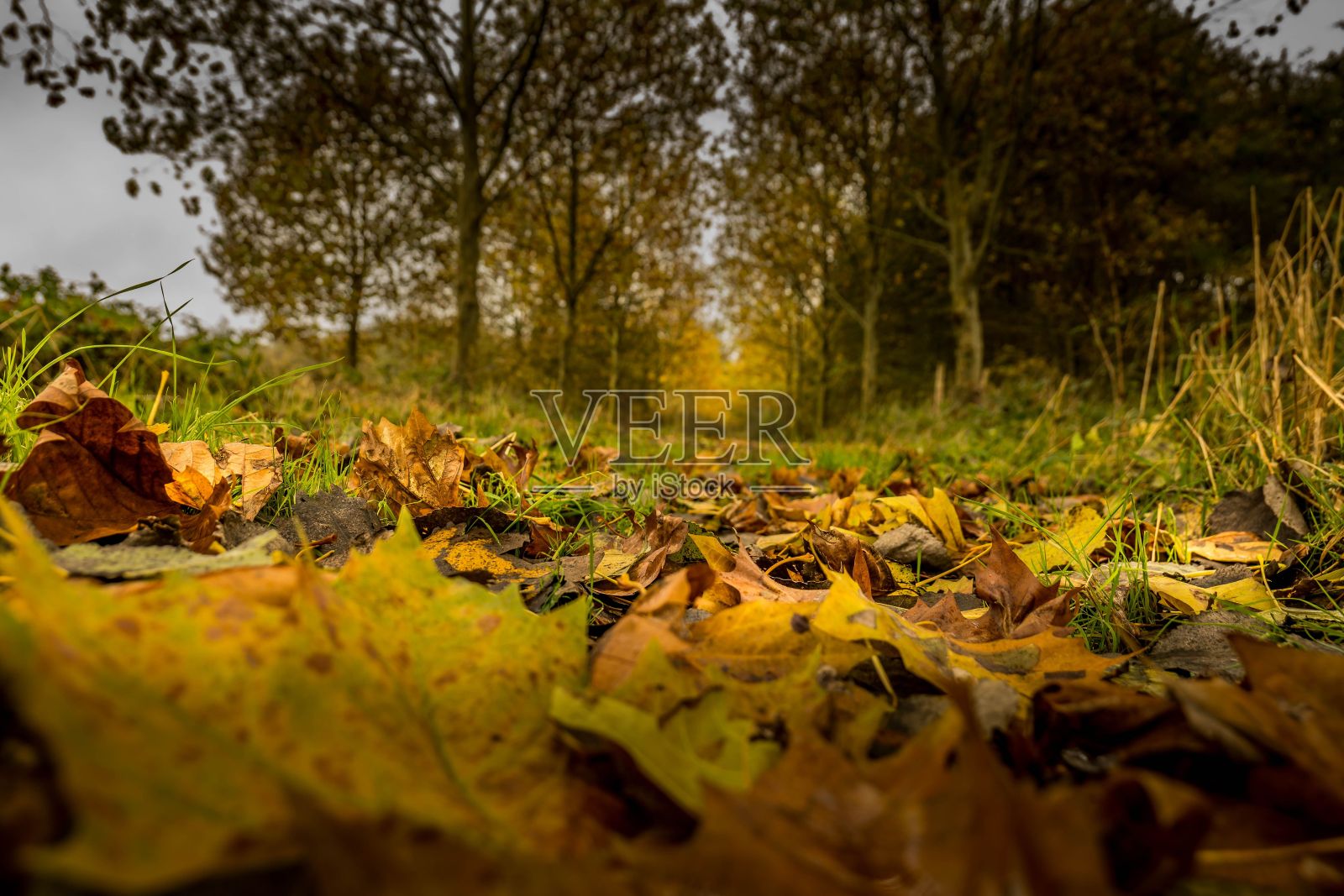 在一排风景如画的树木前，地上铺着一片生机勃勃的秋叶照片摄影图片