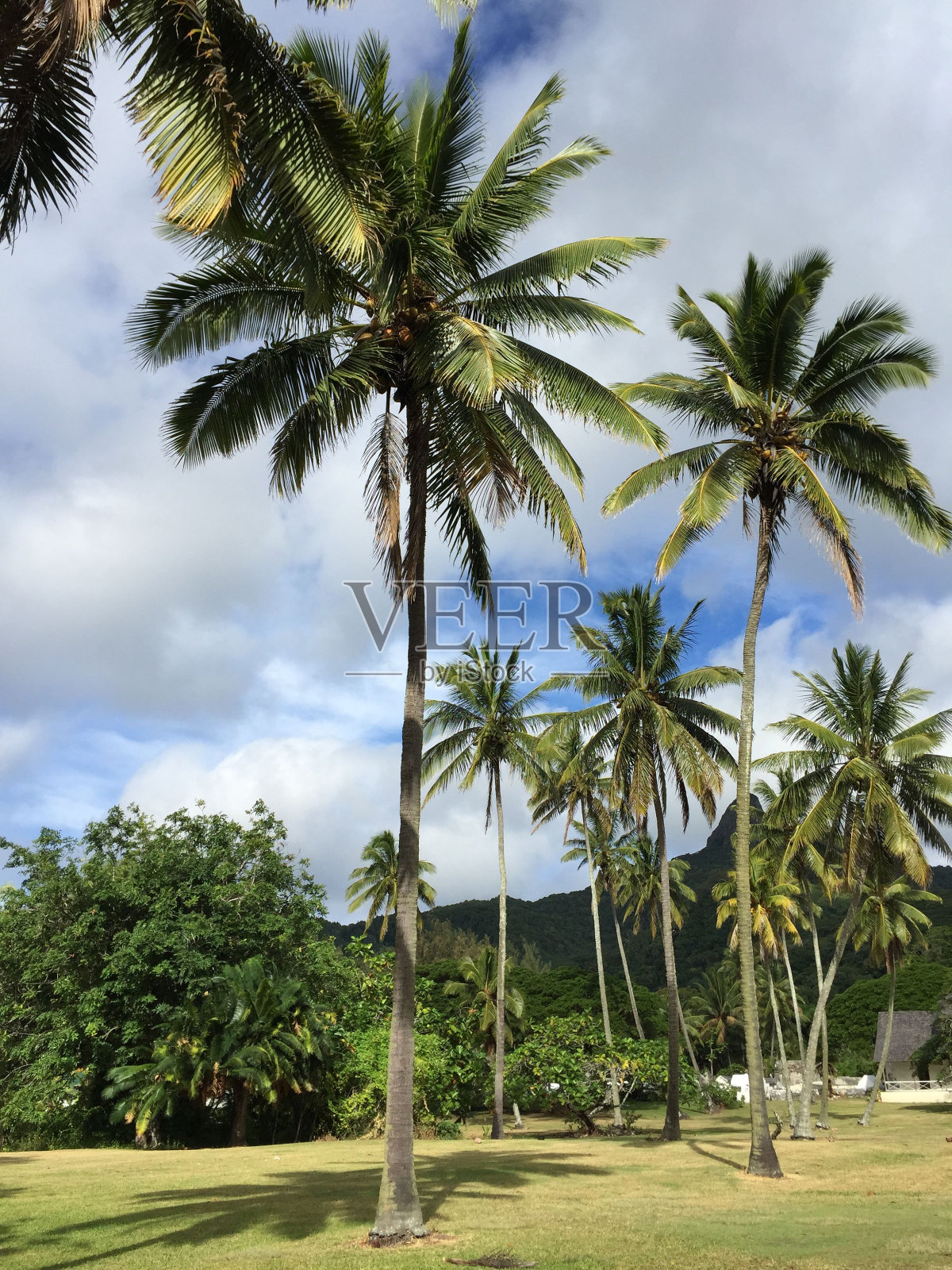 南太平洋岛上棕榈树的美景照片摄影图片