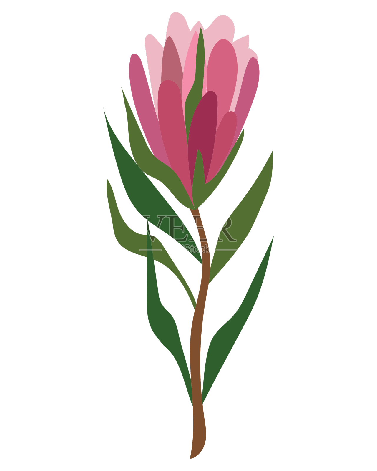 南非国王protea自然设计元素图片