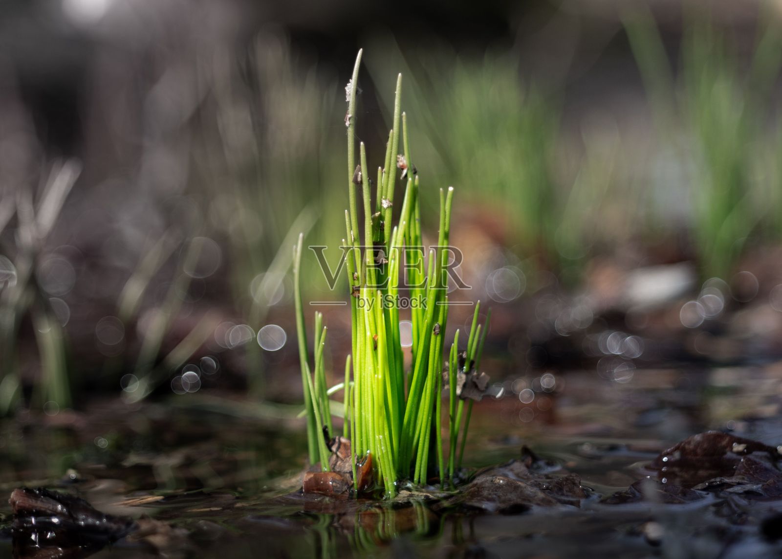 一片草叶部分被淹没在迅速上涨的水体下照片摄影图片