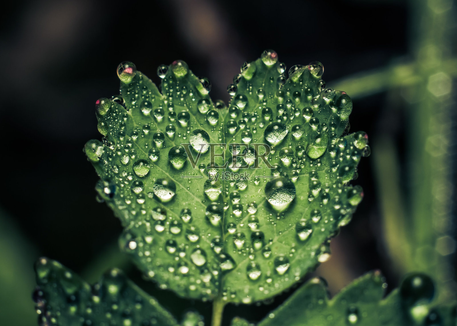 充满活力的绿叶和闪闪发光的水滴，映衬着深邃而黑暗的森林。照片摄影图片