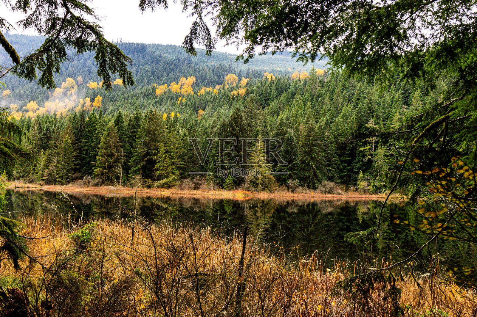 在一个有雾的日子里，有秋叶和常绿树木的山脉风景。照片摄影图片