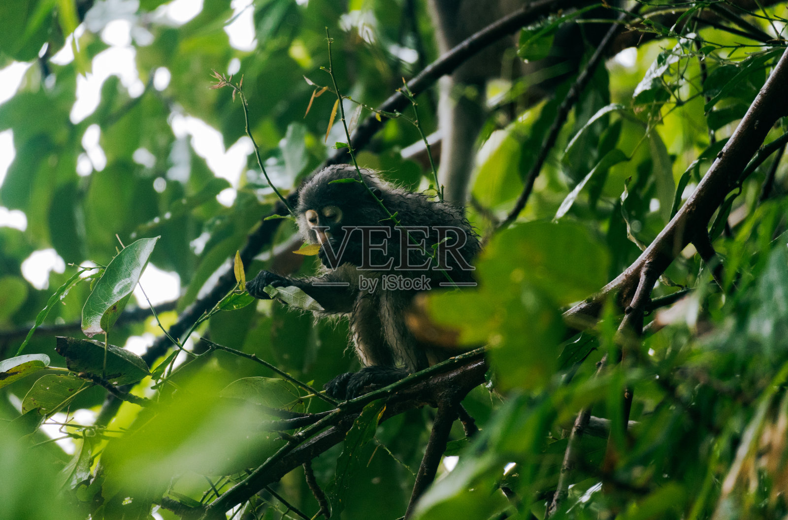 泰国的叶猴照片摄影图片