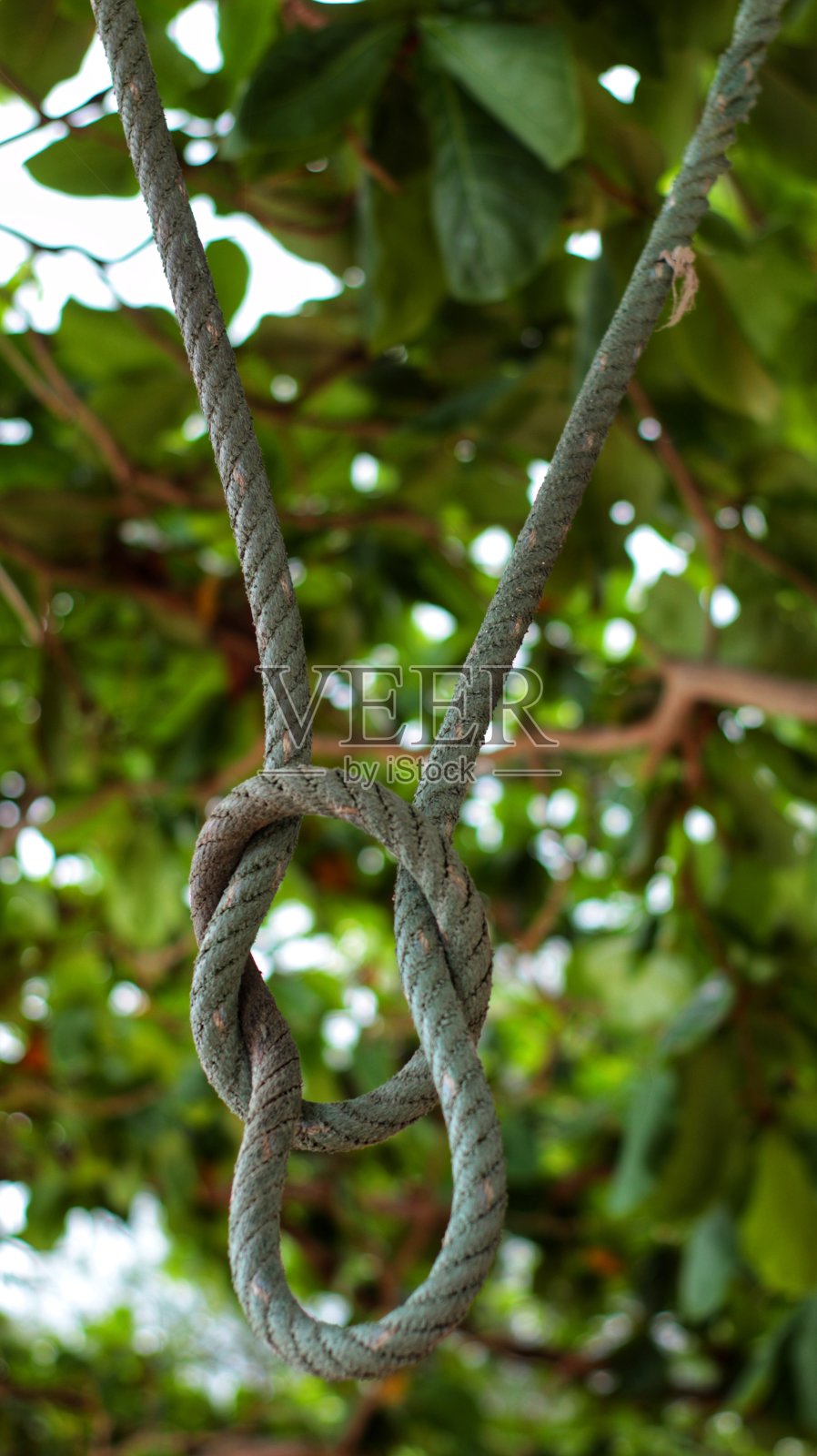 挂在树枝上的绳子照片摄影图片