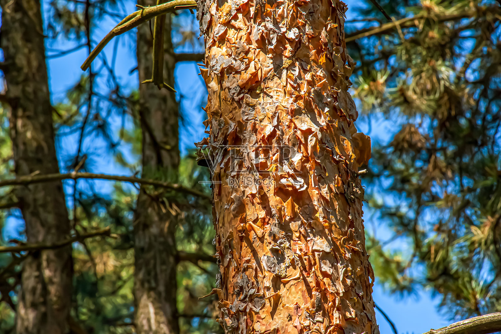 森林里松树的棕色开裂树皮的纹理。抽象的自然背景。照片摄影图片