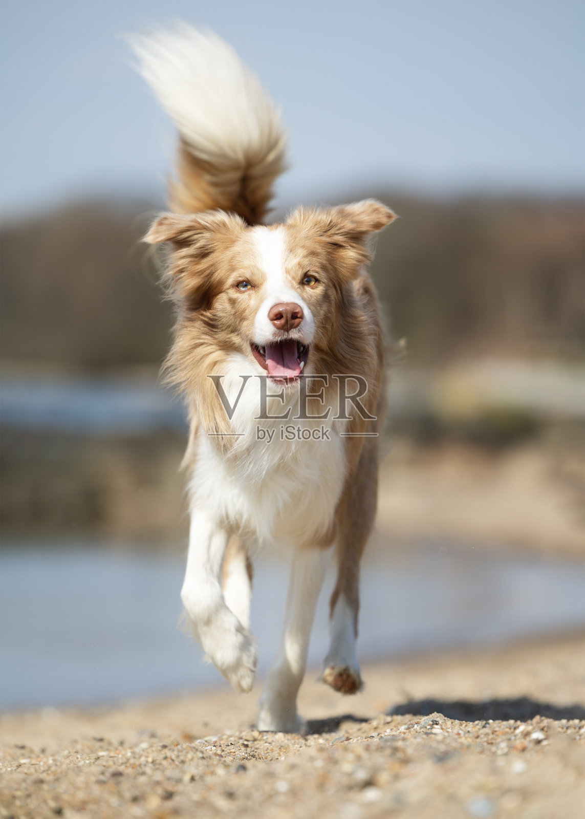 漂亮的狗照片摄影图片