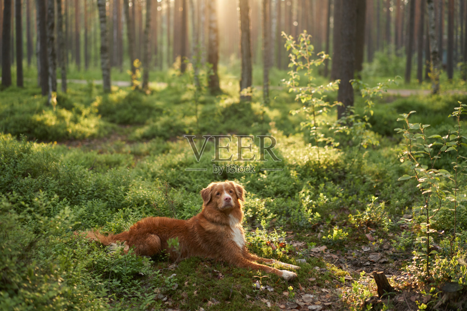 狗在阳光下的森林里。带着宠物散步。自然界中的红新斯科舍鸭鸣猎犬，照片摄影图片