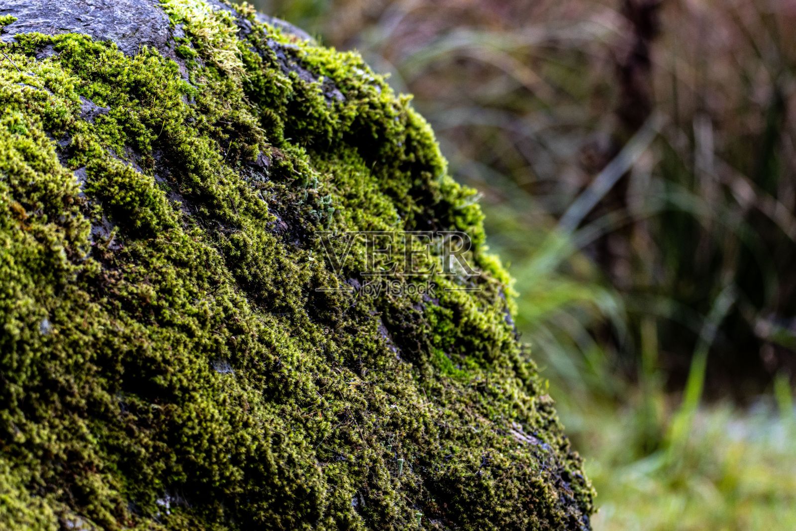 在茂密的森林里，一块巨石的侧面长满了鲜绿的苔藓。照片摄影图片