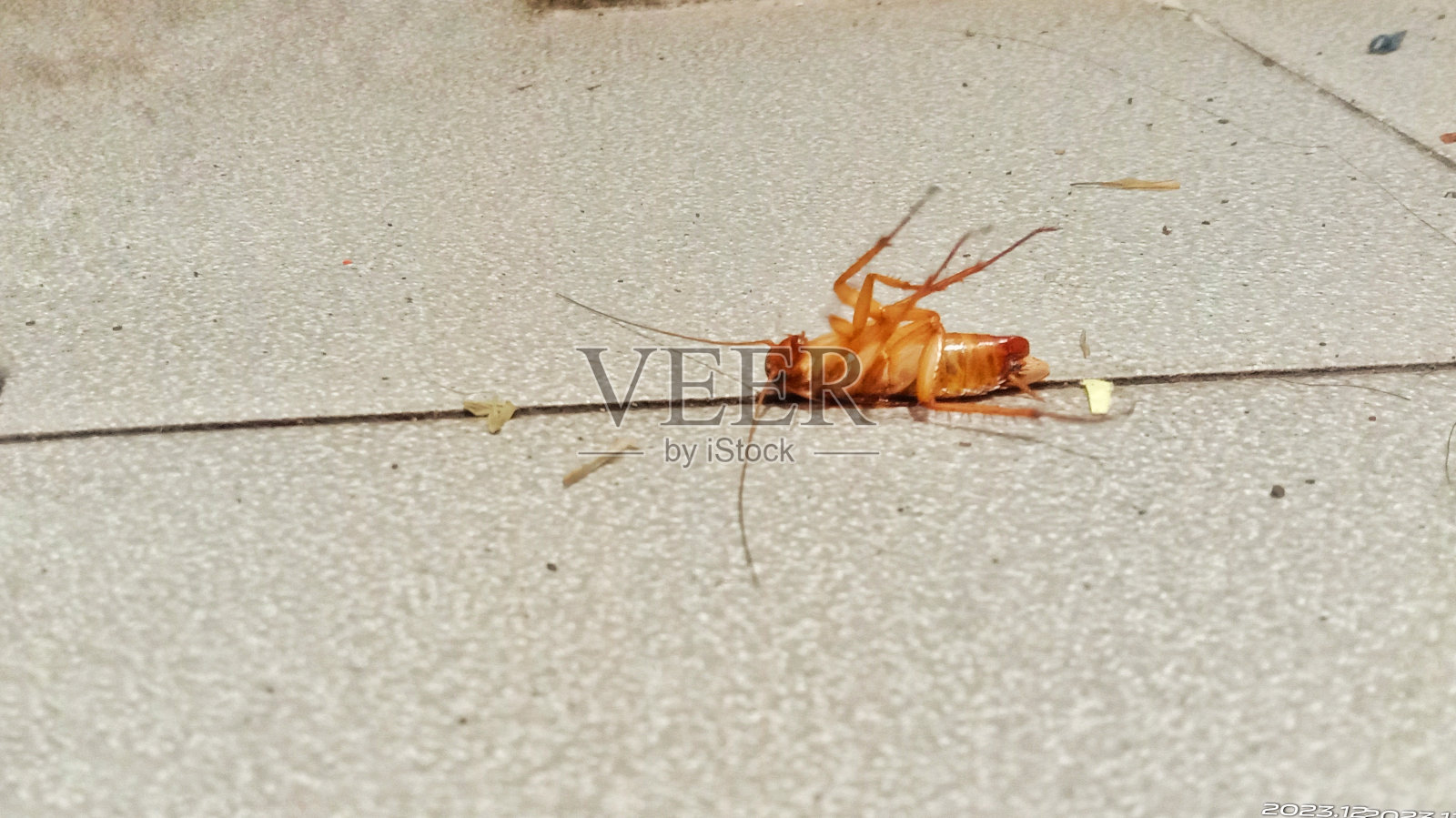 灰色的地板上有死蟑螂照片摄影图片