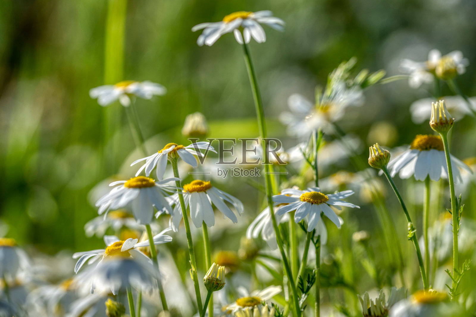 阳光明媚的日子里盛开的雏菊，背景是洋甘菊照片摄影图片