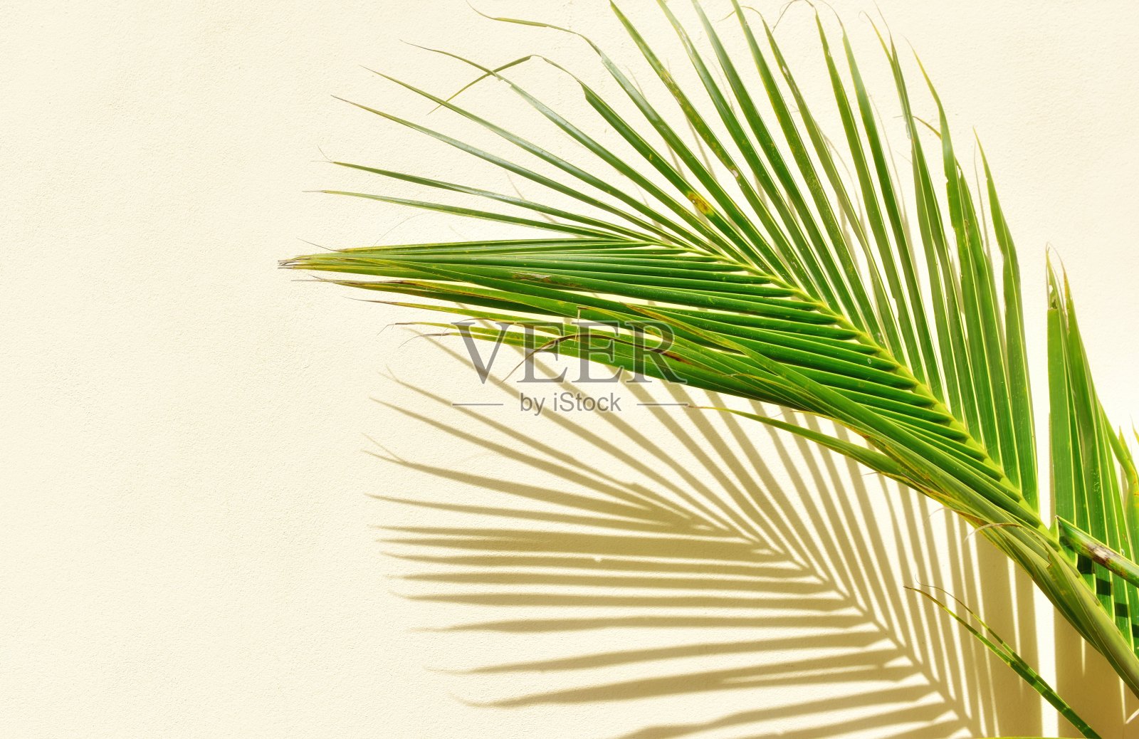 椰子叶阳光阴影奶油色混凝土墙纹理背景照片摄影图片