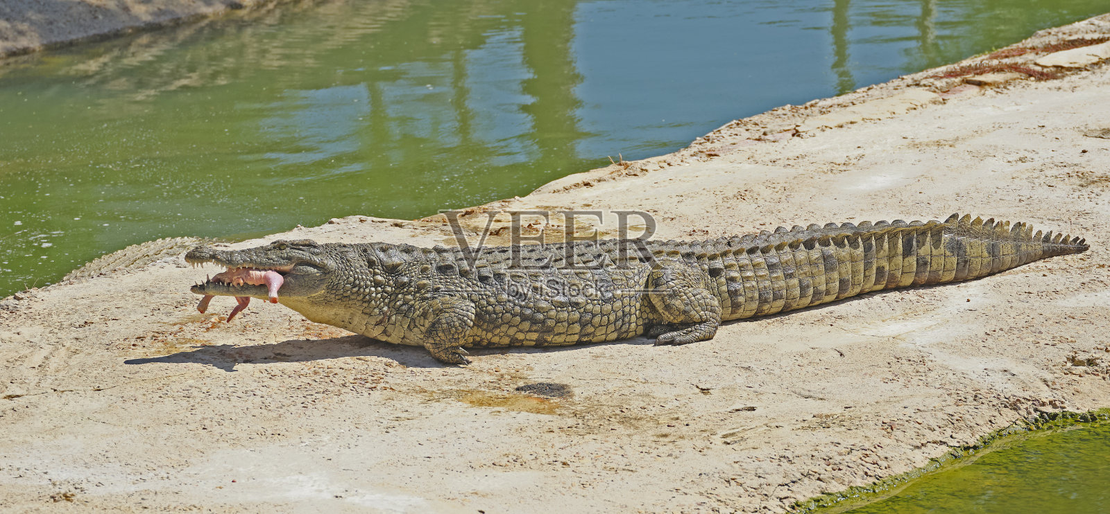 鳄鱼在晒太阳照片摄影图片