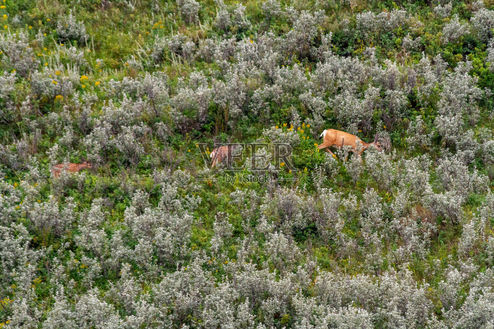 在阿尔伯塔省南部，一头骡鹿和一对有斑点的双胞胎小鹿穿过山边的鼠尾草丛照片摄影图片