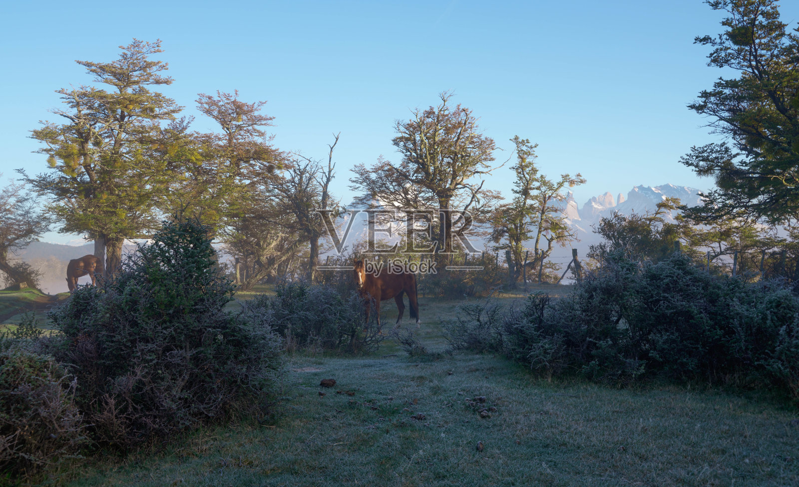 在智利托雷斯德尔潘恩国家公园的牧场上，有雾的早晨照片摄影图片