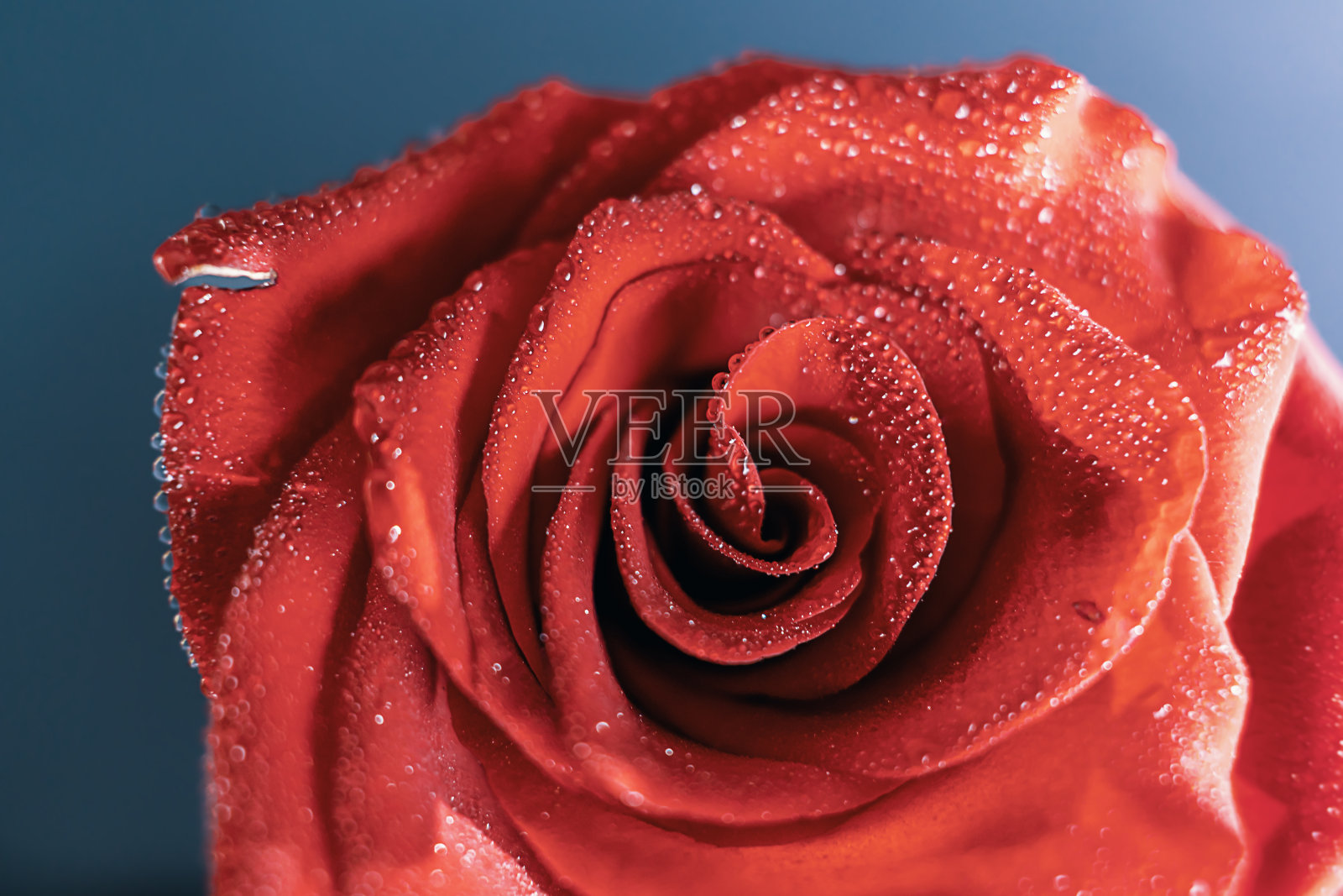 近距离看一朵红玫瑰，上面有水滴照片摄影图片