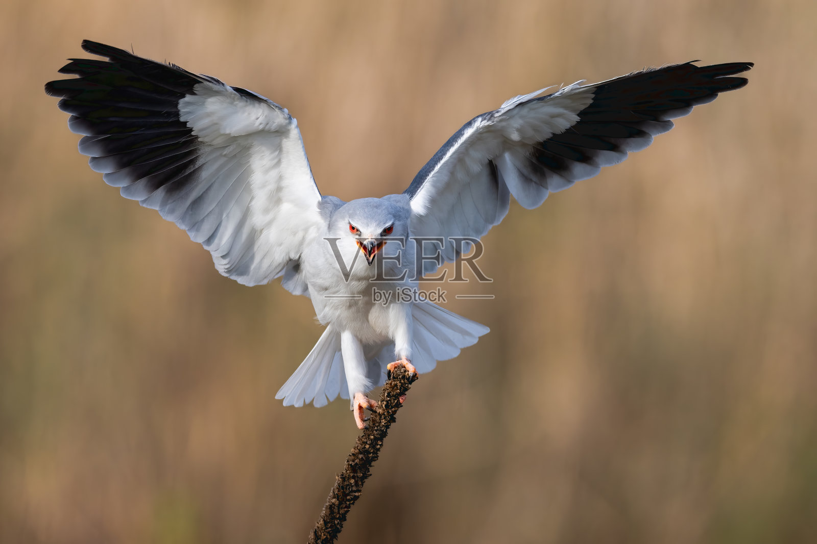 一只黑翼风筝鸟栖息在一根棍子上的选择性聚焦镜头照片摄影图片