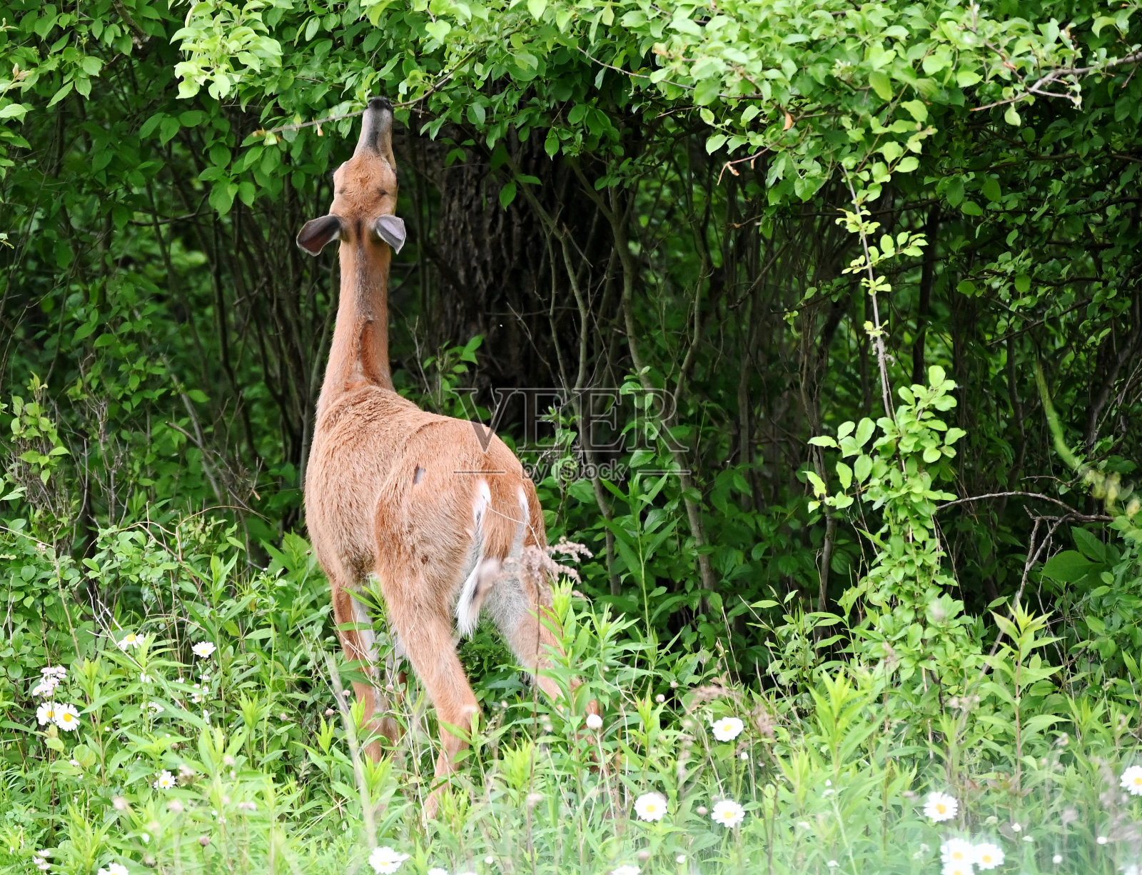 鹿伸手捡树叶照片摄影图片