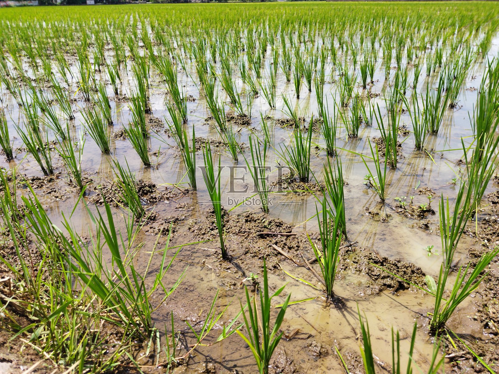 刚种下的绿色稻田。低角度透视照片摄影图片