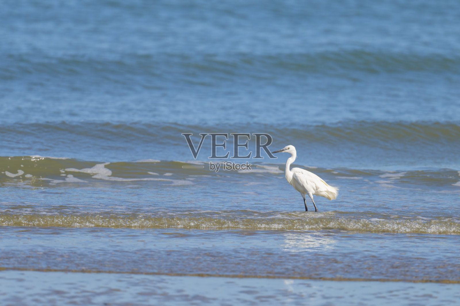 一只小白鹭站在沙滩上照片摄影图片