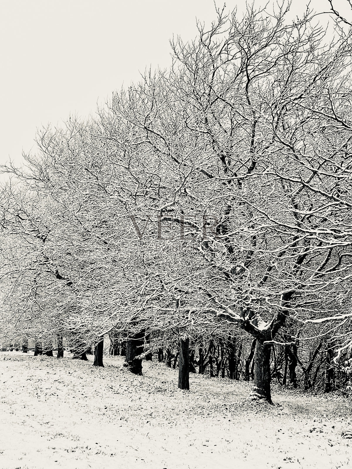 一排被雪覆盖的光秃秃的树照片摄影图片