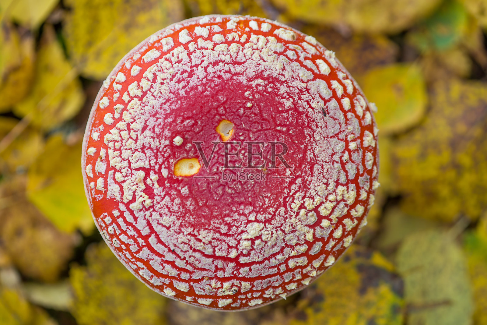 蘑菇飞木耳特写。照片摄影图片