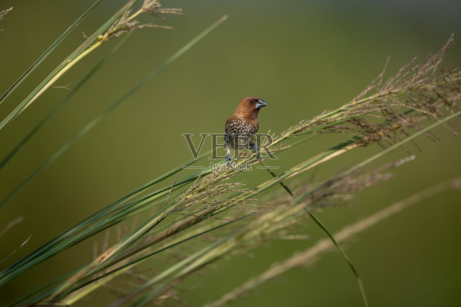 Munia照片摄影图片