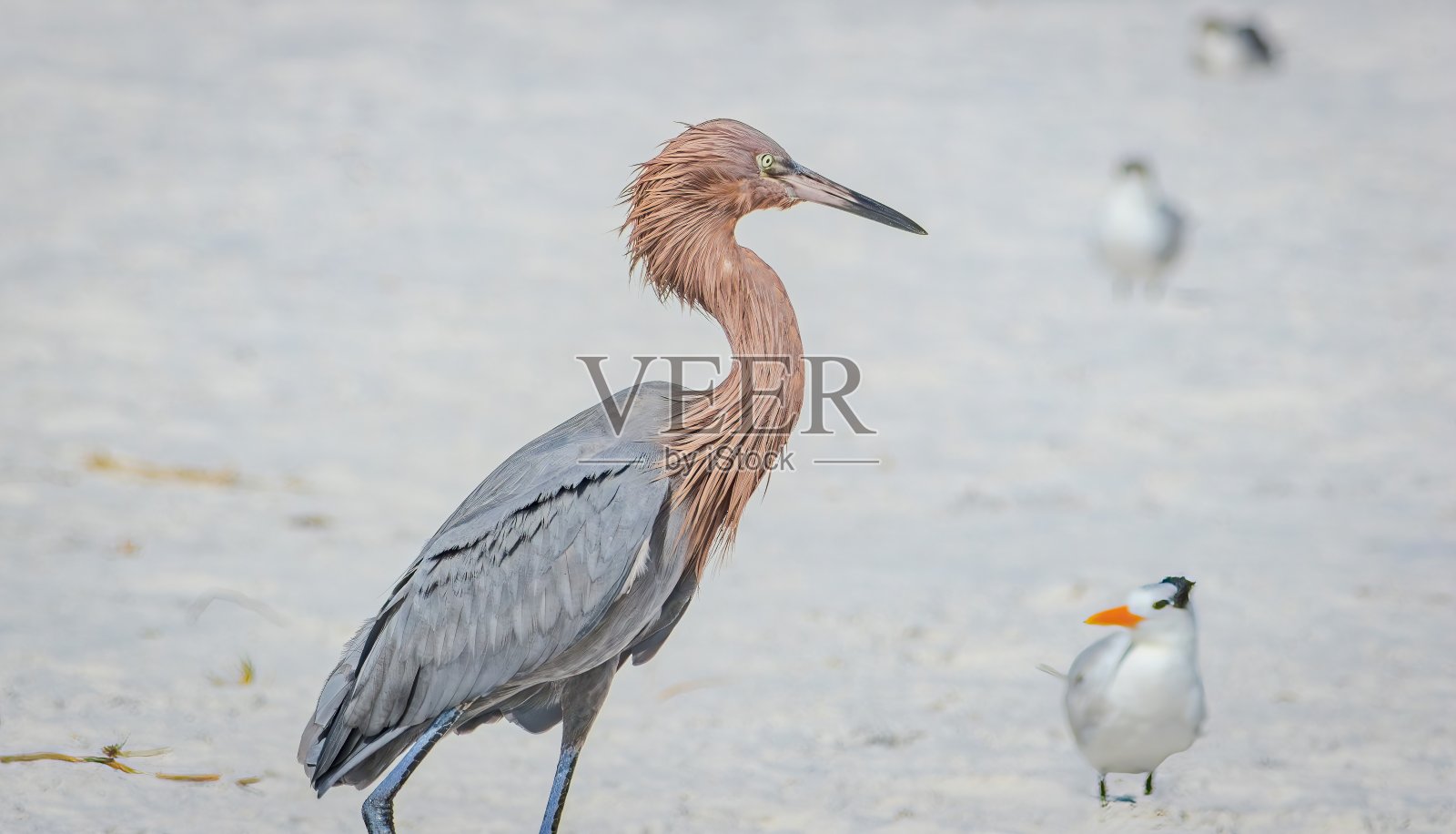 佛罗里达观鸟和远足照片摄影图片