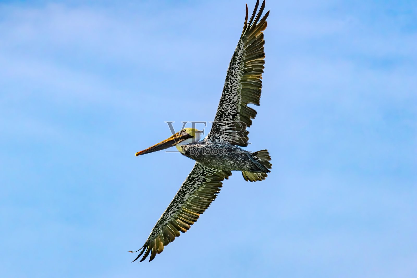 佛罗里达观鸟和远足照片摄影图片