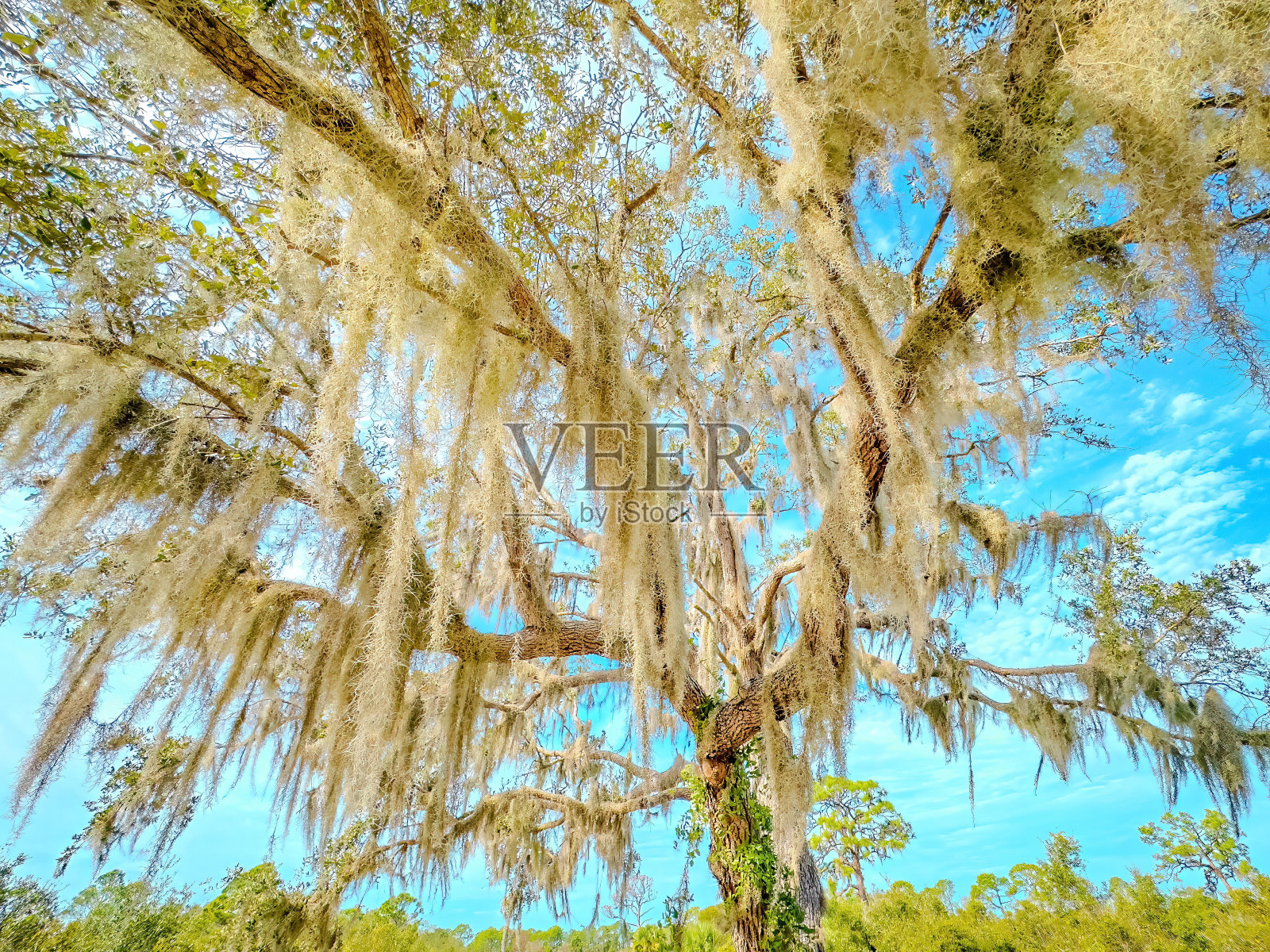 佛罗里达观鸟和远足照片摄影图片