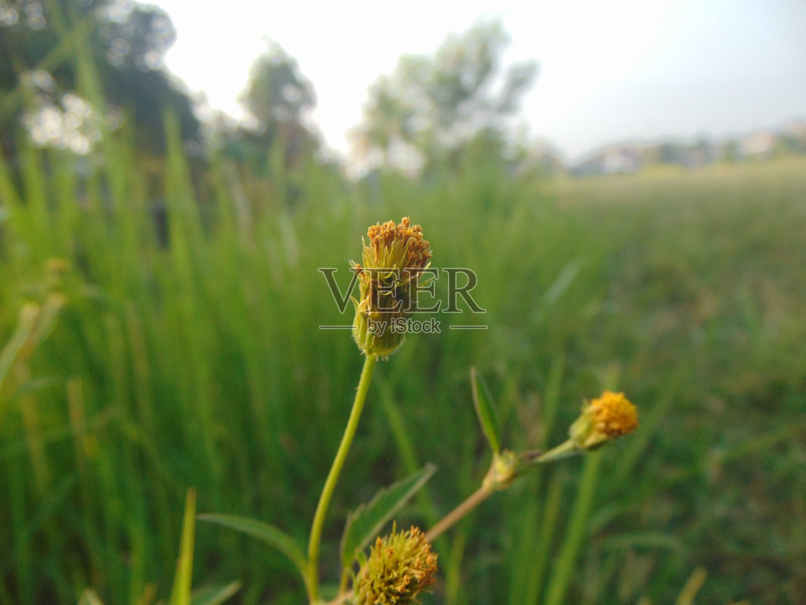 这些花是凤仙花照片摄影图片