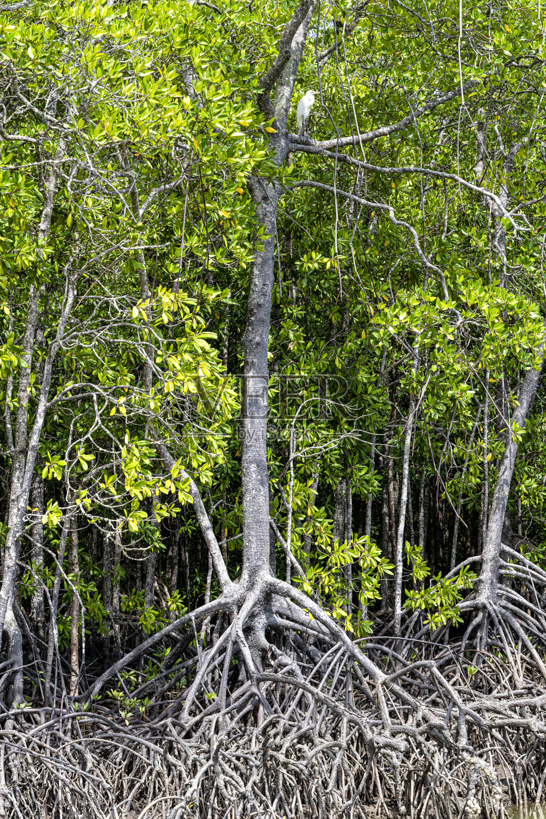 澳大利亚三一森林保护区红树林中的白鹭照片摄影图片