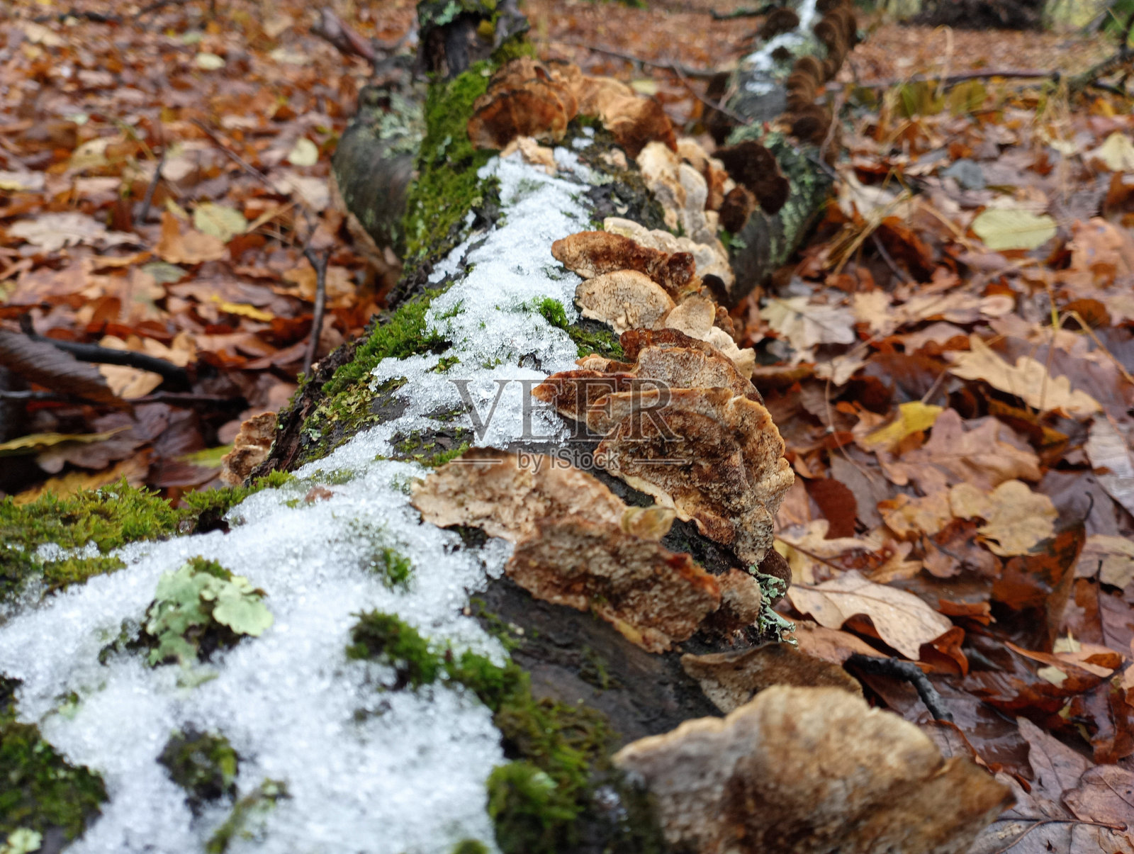 秋天的风景。森林里秋天落叶中的一棵老树倒下的树干，树上的真菌和寄生虫在树干上舒适地生长。照片摄影图片