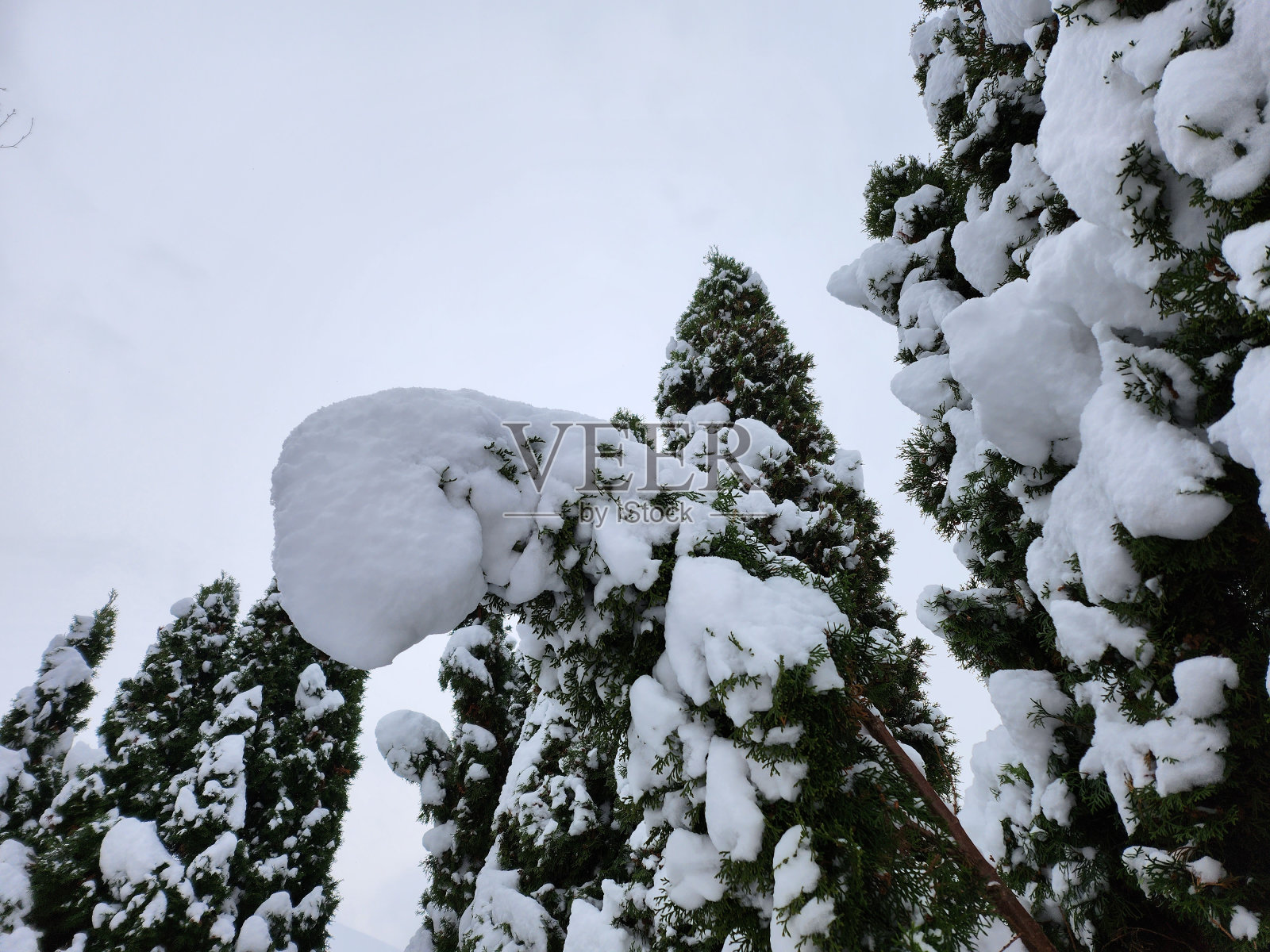被雪覆盖的圣诞树。照片摄影图片