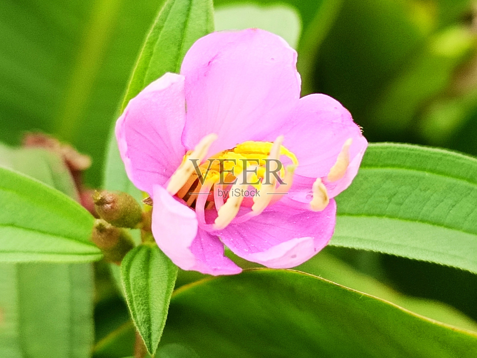 紫色的牡丹花的选择性焦点照片摄影图片