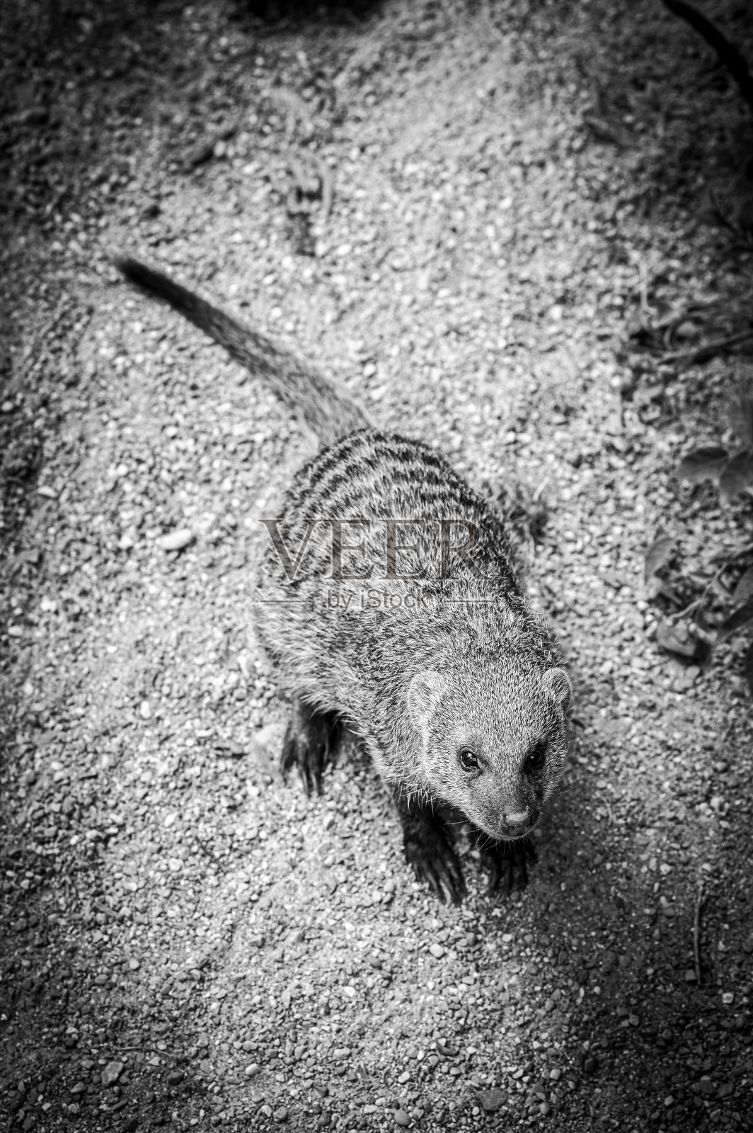 自然界中的猫鼬照片摄影图片