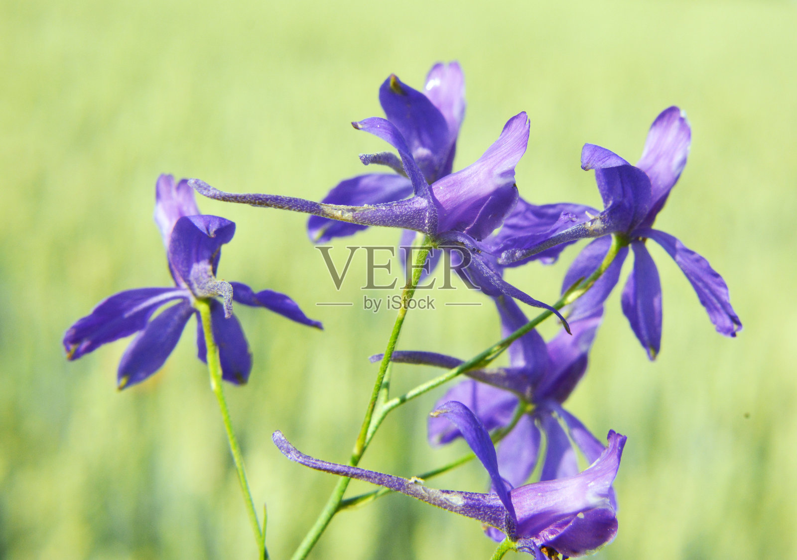 田野里盛开着帝王固形莲照片摄影图片