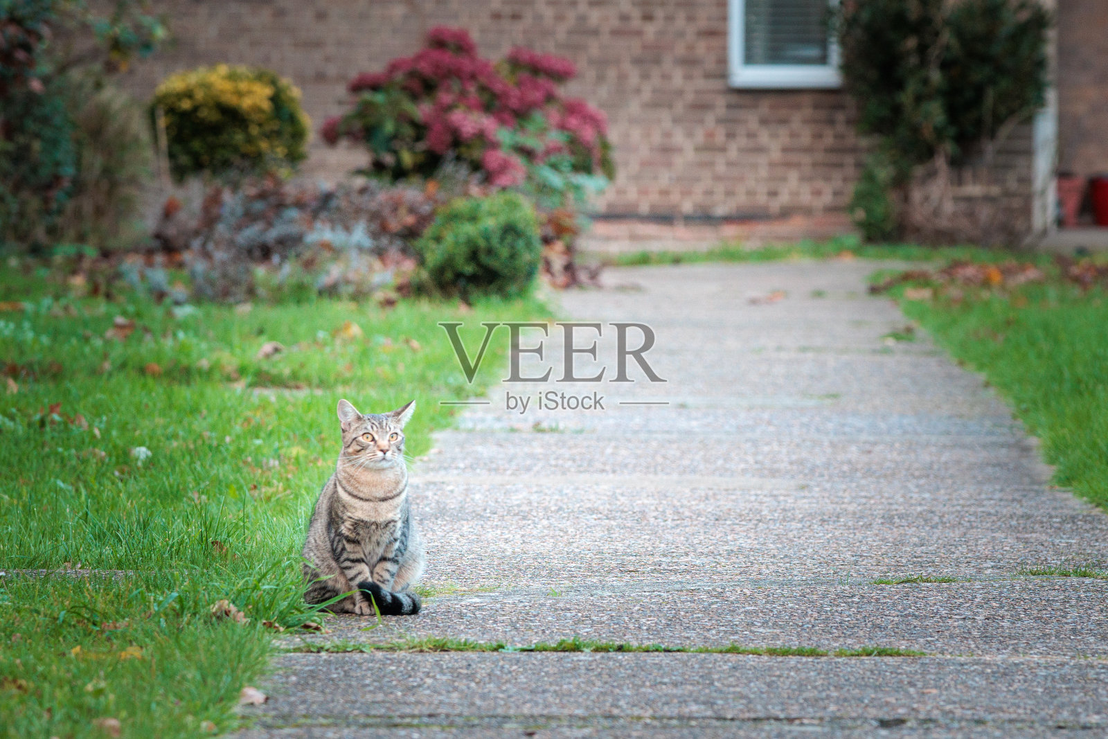 英国，一只家猫在住宅公寓前的小路上休息照片摄影图片
