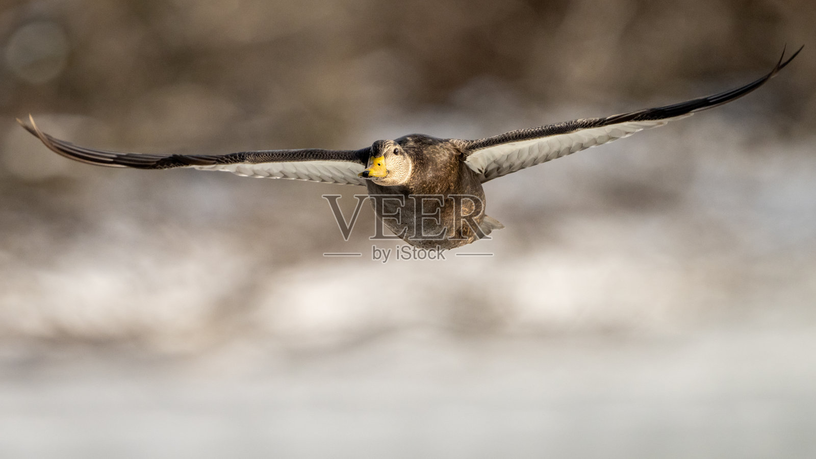 黑鸭进场照片摄影图片