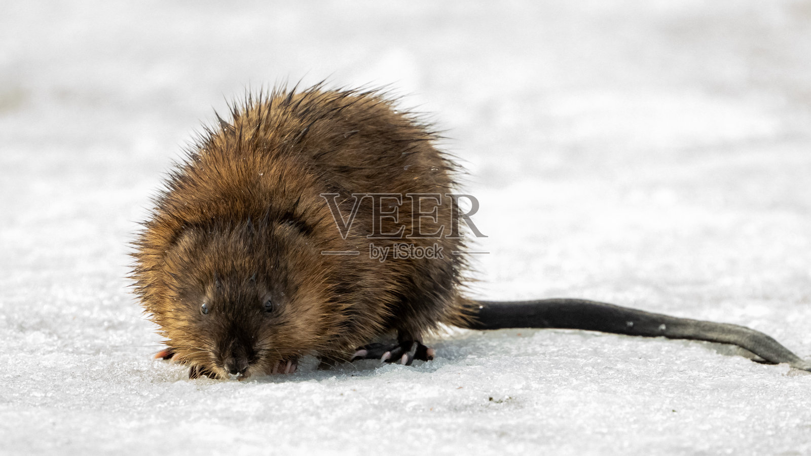 额麝鼠照片摄影图片