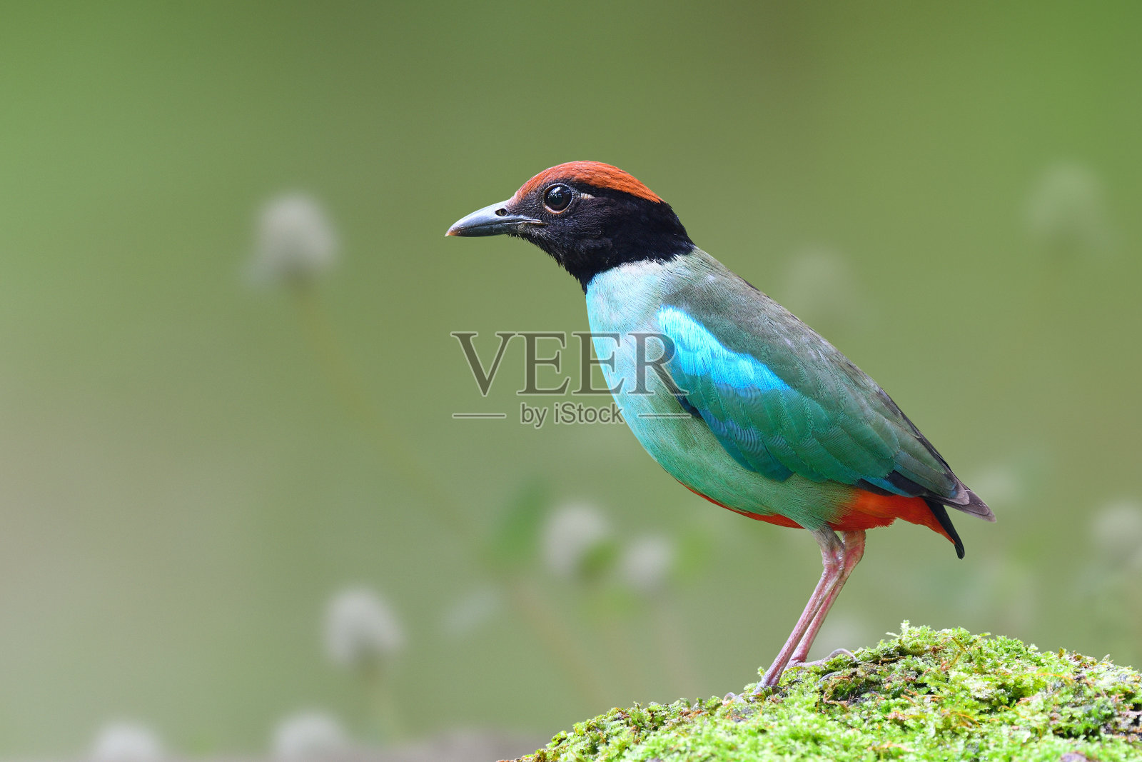 绿鸟站在花园里长满青苔的杆子上，戴着头巾照片摄影图片