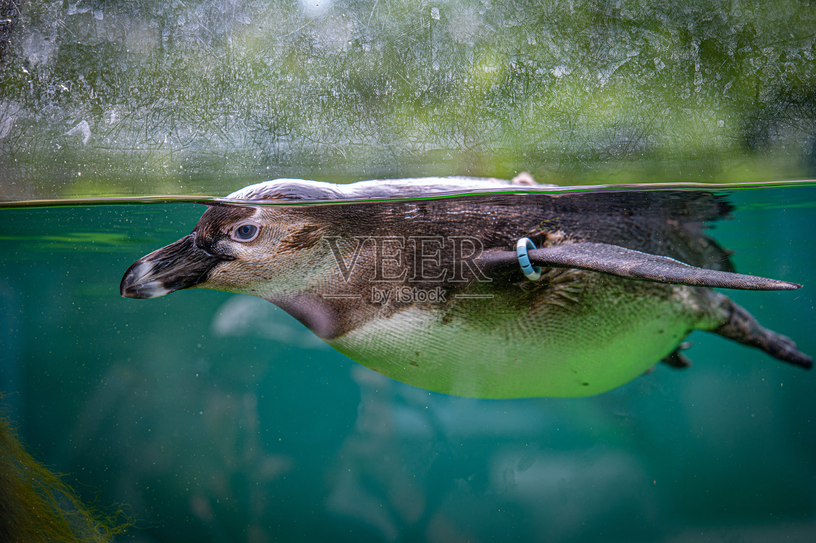 企鹅四处游照片摄影图片