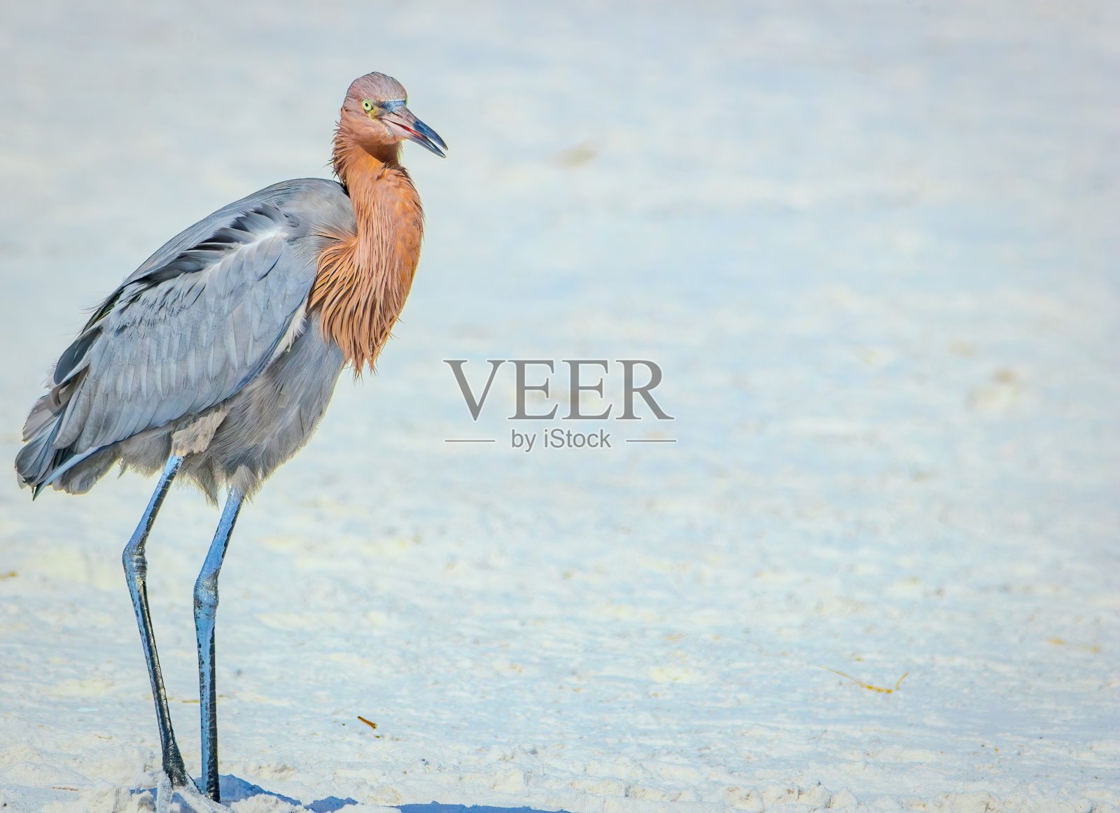 佛罗里达观鸟和远足照片摄影图片