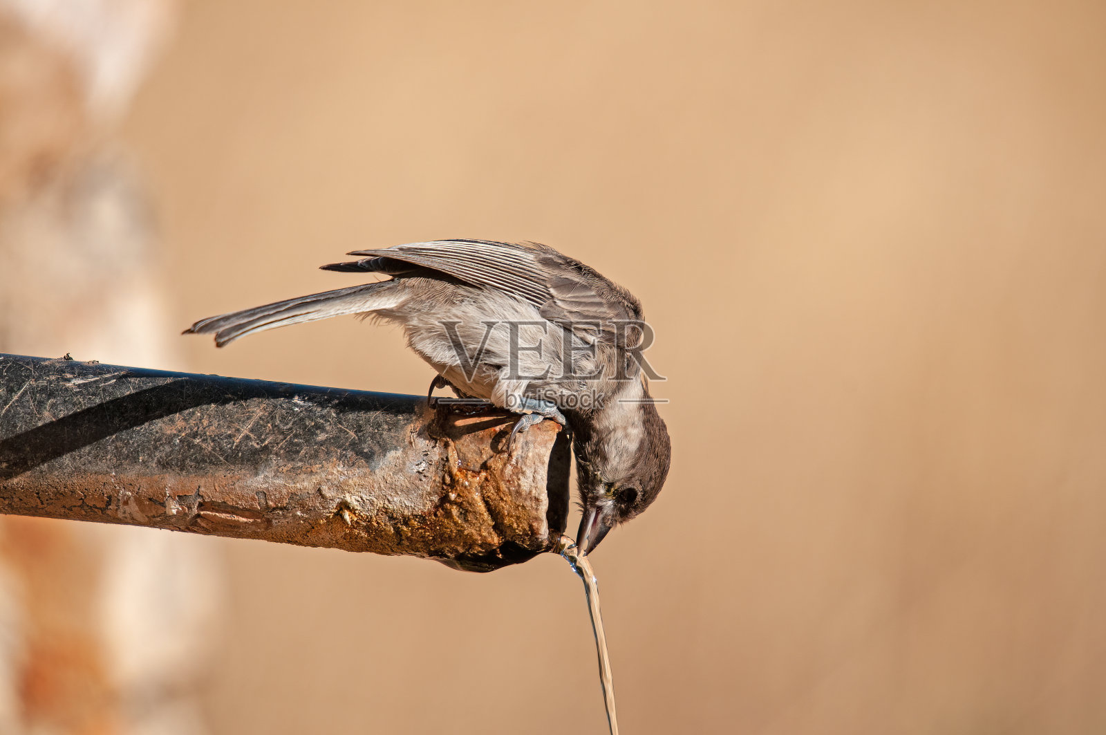 阴沉的山雀(Poecile lugubris)喝水。模糊的自然背景。又小又可爱，会唱歌的鸟。照片摄影图片
