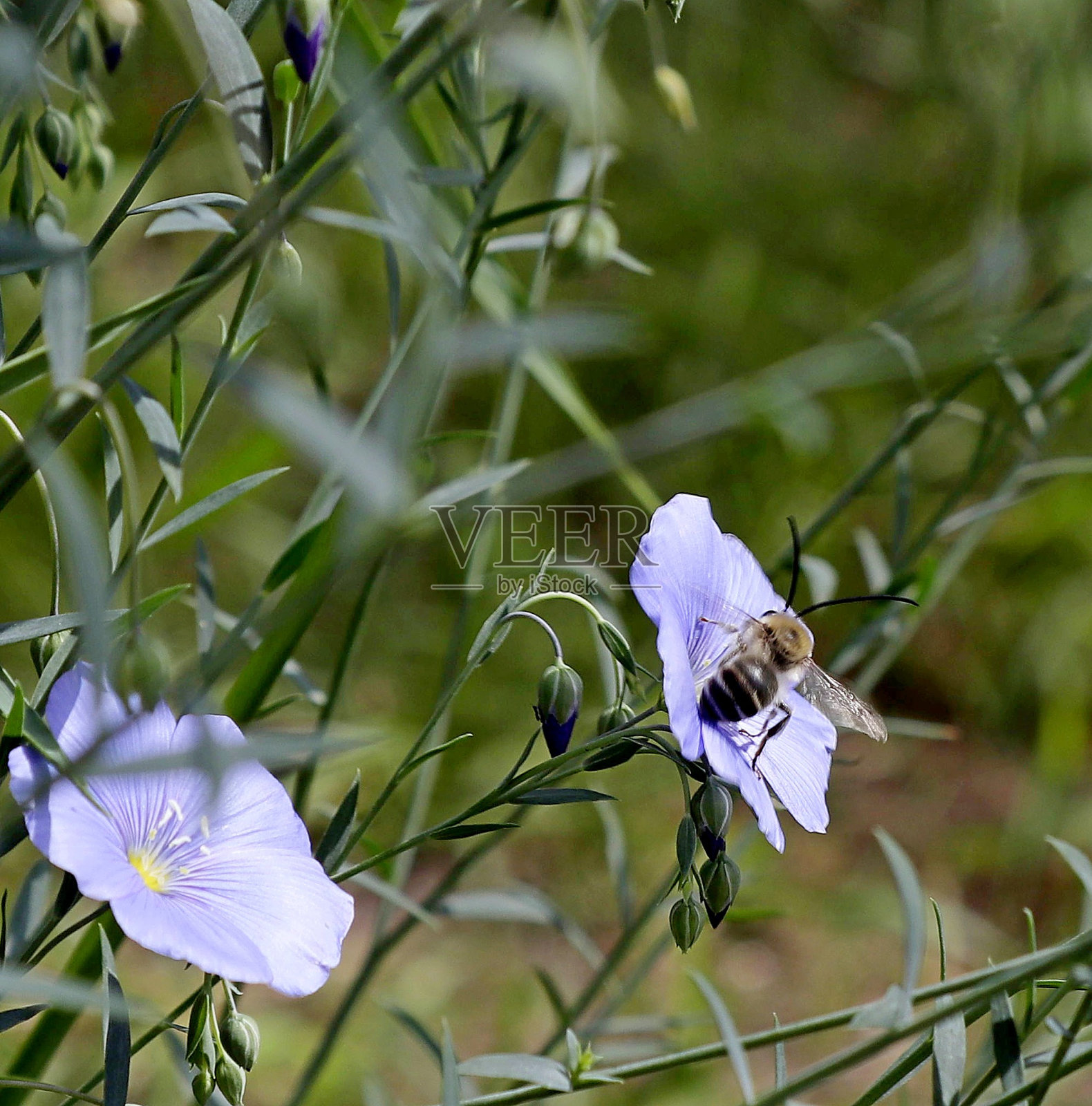 一只昆虫在一朵蓝色的亚麻花上寻找花蜜。照片摄影图片