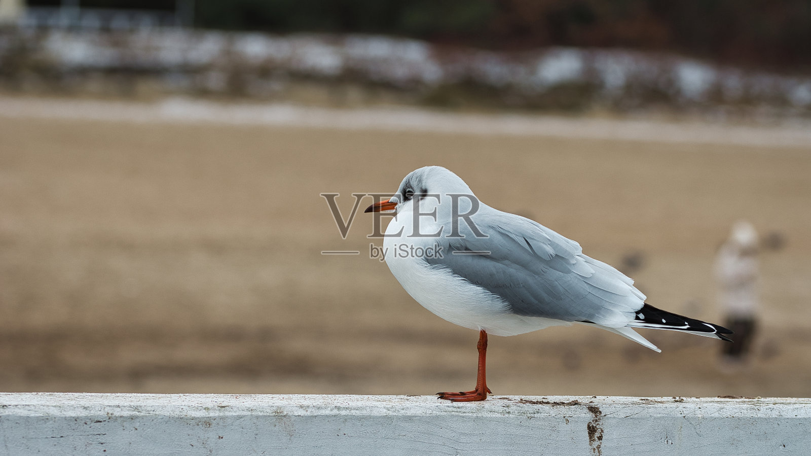 海鸥照片摄影图片