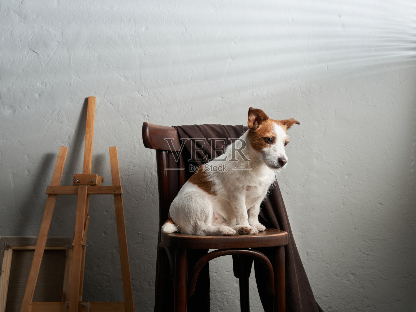 这只狗坐在椅子上，背景是一堵有纹理的墙。创意工作室照片摄影图片