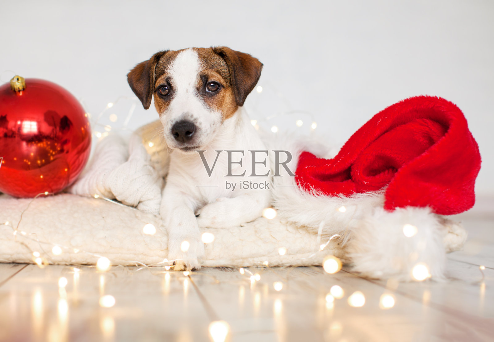 小狗戴着红色的圣诞装饰品照片摄影图片