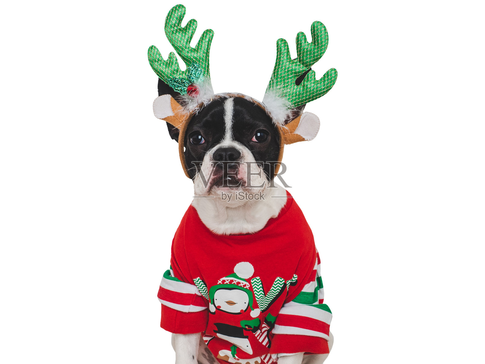 可爱的小狗和圣诞驯鹿角。特写镜头照片摄影图片